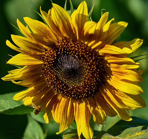 A1C00821