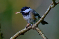 Chickadee
