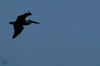 Antigua_Brown pelican04}