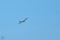 A1C02533