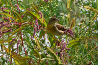 A1C05788
