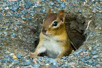 WildLife