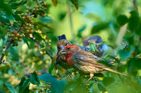 Berry Time