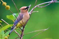 Cedar Waxwing_03