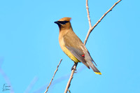 Cedar Waxwing_03