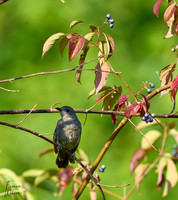 Berry Picking