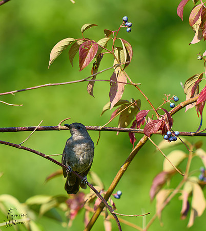 Berry Picking