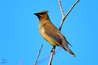 Cedar Waxwing_01