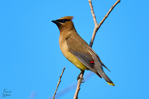 Cedar Waxwing_01