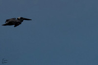 Antigua_Brown pelican03}
