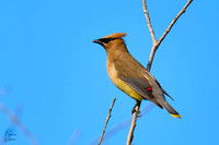 Cedar Waxwing_02