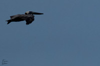 Antigua_Brown pelican02}