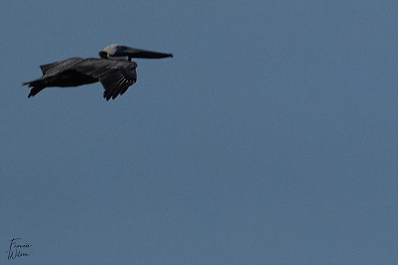 Antigua_Brown pelican02}