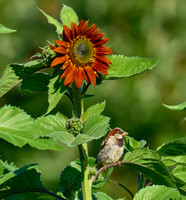 A1C00541