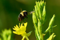 Bee_Landing