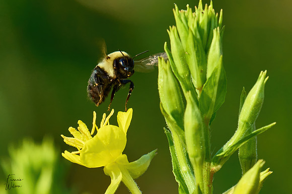 Bee_Landing