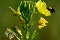 Bee_Landing 02