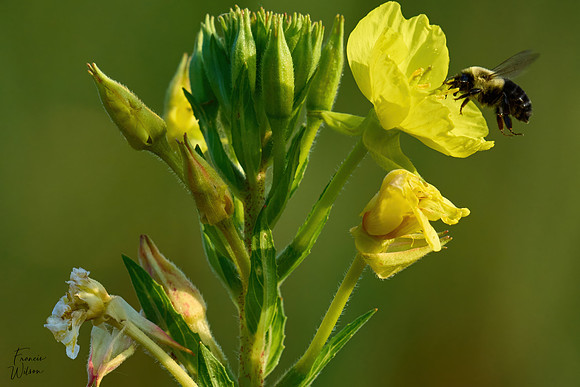 Bee_Landing 02