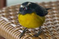 Antigua_Bananaquit08}