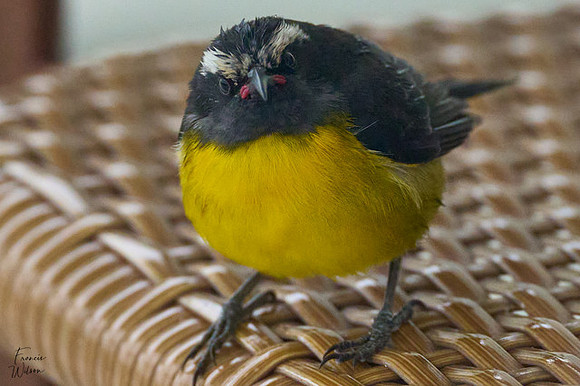 Antigua_Bananaquit08}
