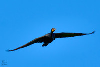 Cormorant